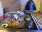 Jonge kwartels, Dieren en Toebehoren, Vogels | Kanaries, Meerdere dieren, Zangkanarie