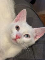 Witte kitten, Dieren en Toebehoren, Katten en Kittens | Overige Katten, Poes, Kortharig, 0 tot 2 jaar