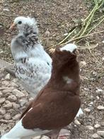 Sierduiven, Dieren en Toebehoren, Vogels | Overige Vogels, Meerdere dieren, Wildzangvogel, Tam