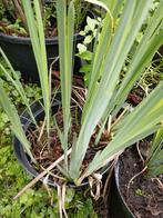 3 potten Gele Lis €1,50 ps, 3 voor €4,00, Tuin en Terras, Planten | Tuinplanten, Vaste plant, Halfschaduw, Zomer, Ophalen