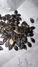 Vijgenblad pompoen zaden 100 stuks voor €10 incl verzenden, Tuin en Terras, Ophalen of Verzenden, Volle zon