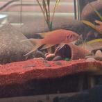 Neolamprologus pulcher daffodil koppel 6cm, Dieren en Toebehoren, Ophalen