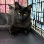 ACE: Sammy geniet van wat aandacht, Kater, Kortharig, 0 tot 2 jaar