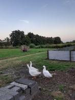 Vrouwtjes gans, Vrouwelijk, Gans of Zwaan