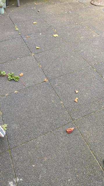 Antraciet tuintegels 60x60cm - 36 stuks Moet weg voor 30-9 beschikbaar voor biedingen