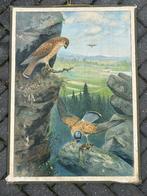 Roofvogels (havik, valk?), Antiek en Kunst, Antiek | Schoolplaten, Ophalen of Verzenden, Natuur en Biologie