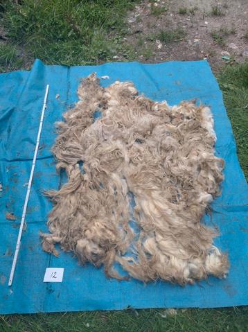 Ruwe mergellandwol 12 beschikbaar voor biedingen