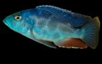 Malawi Cichliden: Nimbochromis polystigma, Vis, Zoetwatervis