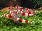 Groepje forse jonge Crystal Red garnalen op leidingwater!, Dieren en Toebehoren, Vissen | Aquariumvissen, Kreeft, Krab of Garnaal