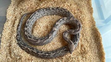 Rattenslang beschikbaar voor biedingen