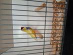 Gouldamadine rk pb ef pastel en rk pb ef pastel, Dieren en Toebehoren, Vogels | Overige Vogels, Mannelijk, Tropenvogel, Geringd