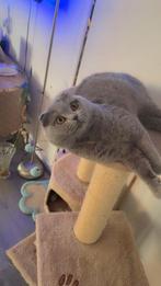 lieve Britse Korthaar zoekt een nieuw thuis, Dieren en Toebehoren, Kater