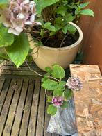 Grote bloempotten, Steen, Gebruikt, 40 cm of meer, Rond