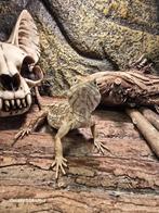 Dwergbaardagaam man 1 jaar, Dieren en Toebehoren, Reptielen en Amfibieën, 0 tot 2 jaar