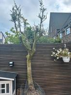 Olijfboom te koop !, Tuin en Terras, Ophalen of Verzenden, Volle zon, Olijfboom, 100 tot 250 cm