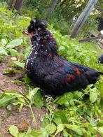 Kippen, Dieren en Toebehoren, Meerdere dieren, Kip