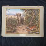 Schoolplaat In de rimboe – Koekkoek 1924, Ophalen of Verzenden, Natuur en Biologie