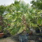 Trachycarpus Fortunei - Waaierpalm g28954