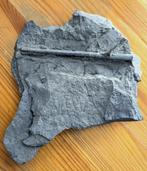 Belemniet uit Holzmaden (Toarcien, Jura), Ophalen of Verzenden, Fossiel