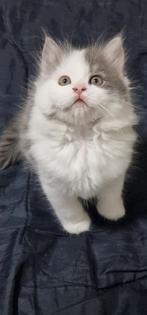 lieve en speelde Britse Langhaar kater, Dieren en Toebehoren, Katten en Kittens | Raskatten | Langhaar, Meerdere dieren, Ontwormd