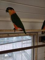 Zwartkop caiques koppel, Dieren en Toebehoren, Vogels | Parkieten en Papegaaien, Meerdere dieren, Papegaai