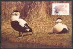 Waddenzee: eidereenden in hun broedgebied, Verzenden, 1980 tot heden, Ongelopen, Vogel