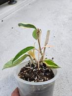 Hoya Varigatie met Nieuwe Uitloper - Ophalen, Ophalen, Overige soorten, Halfschaduw, In pot