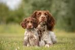 Prachtige werklijn springer spaniel dekreuen, Dieren en Toebehoren, België, Fokker | Hobbymatig, Rabiës (hondsdolheid), Reu