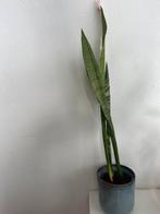 Sanseveria, Ophalen, Halfschaduw, Minder dan 100 cm