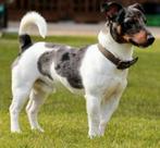 Ter dekking aangeboden jack russel blue merle dekreu, Dieren en Toebehoren, Rabiës (hondsdolheid), 3 tot 5 jaar, Reu, Nederland