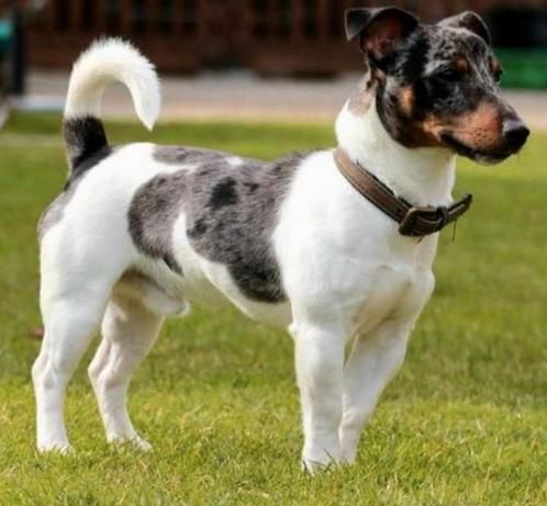 Ter dekking aangeboden Jack Russell blue merle dekreu, Dieren en Toebehoren, Honden | Dekreuen, Reu, Fokker | Hobbymatig, Eén hond