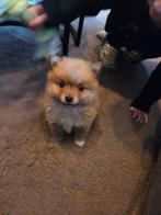 Pomeriaan, Reu, 8 tot 15 weken, Eén hond, Nederland