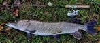 Ultra Light Dragon Tail Baars-Snoekstreamertjes van 11/12 cm, Ophalen of Verzenden, Nieuw, Complete set