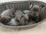 Franse bulldog-puppy's op zoek naar hun droomhuis, Rabiës (hondsdolheid), 8 tot 15 weken, Bulldog, Meerdere