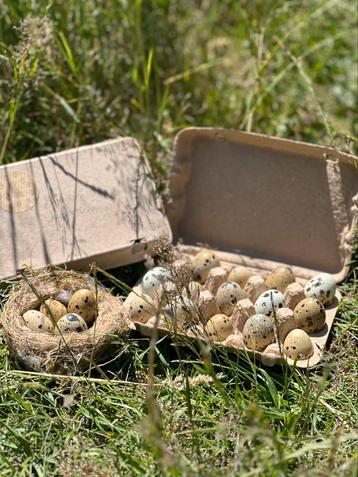 Kwartelbroedeieren van Japanse en Celadon kwartels beschikbaar voor biedingen