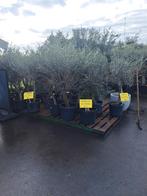 Olijfbomen 50 euro stuk voor deel tuincentrum van der spek, Tuin en Terras, Ophalen