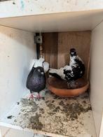 Te koop, Dieren en Toebehoren, Vogels | Duiven