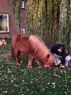 🩷🌸Super super lieve grote shet🩷🫶vos!, Dieren en Toebehoren, Pony's, Merrie, Gechipt, Zadelmak, A pony (tot 1.17m)