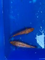 Koi met ginrin, Dieren en Toebehoren, Vissen | Vijvervissen, Karper of Koi