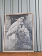 Cornelis jan Mension lithograaf 2 kaketoes op een tak, Antiek en Kunst, Ophalen