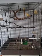 Te koop kanarie pop met ruime kooi, Vrouwelijk, Zangkanarie