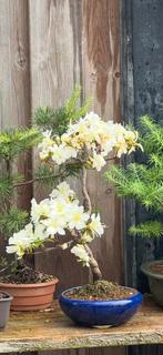 Pre bonsai Rhododenron mucronatum, Minder dan 100 cm, Zomer, Volle zon, In pot