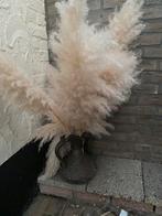 Pampas Pluimen - Nieuw, Huis en Inrichting, Ophalen, Nieuw