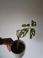Monstera Monkey Leaf in kleikorrels, Huis en Inrichting, Kamerplanten, Ophalen, Halfschaduw, Minder dan 100 cm