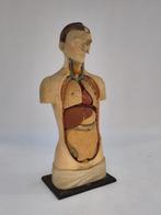 Vintage anatomisch model Louis M. Meus torso anatomie, Ophalen