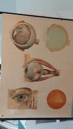 Oude medische schoolplaat oog, Ophalen of Verzenden, Natuur en Biologie