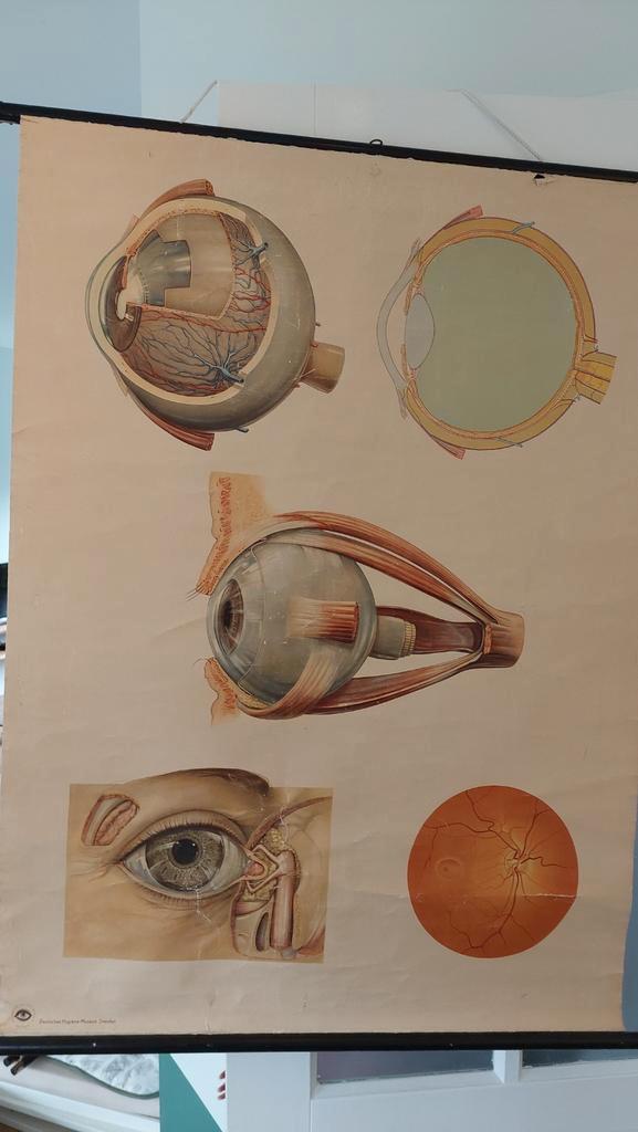 Oude medische schoolplaat oog, Antiek en Kunst, Antiek | Schoolplaten, Natuur en Biologie, Ophalen of Verzenden