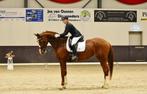 Mooie ZZL merrie - 16 jaar, Dieren en Toebehoren, Paarden, Merrie, ZZ, Gechipt, Dressuurpaard