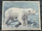 IJsbeer, Antiek en Kunst, Antiek | Schoolplaten, Ophalen of Verzenden, Natuur en Biologie