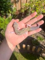 0.1 macksnow eclipse ph tremper, Hagedis, Tam, 0 tot 2 jaar